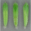 thym lineola pupa5 volg